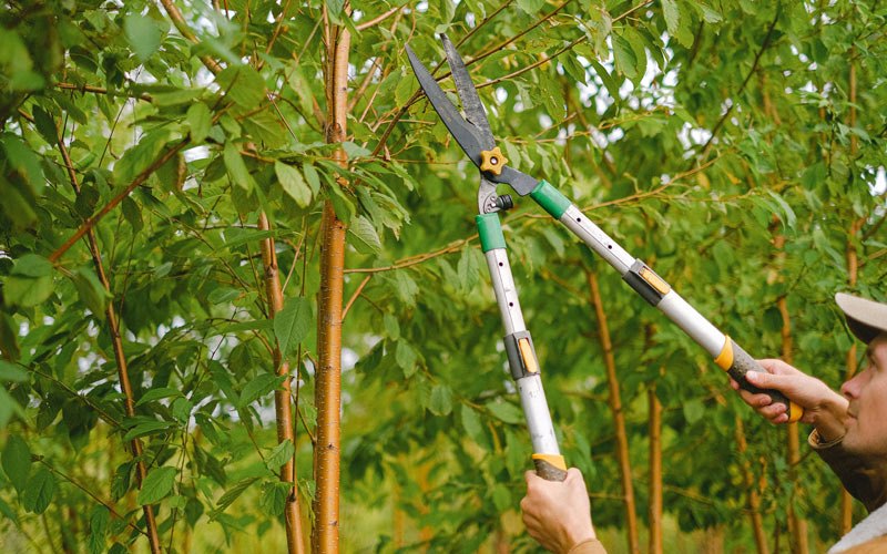 Tree trimming in Radcliff, KY